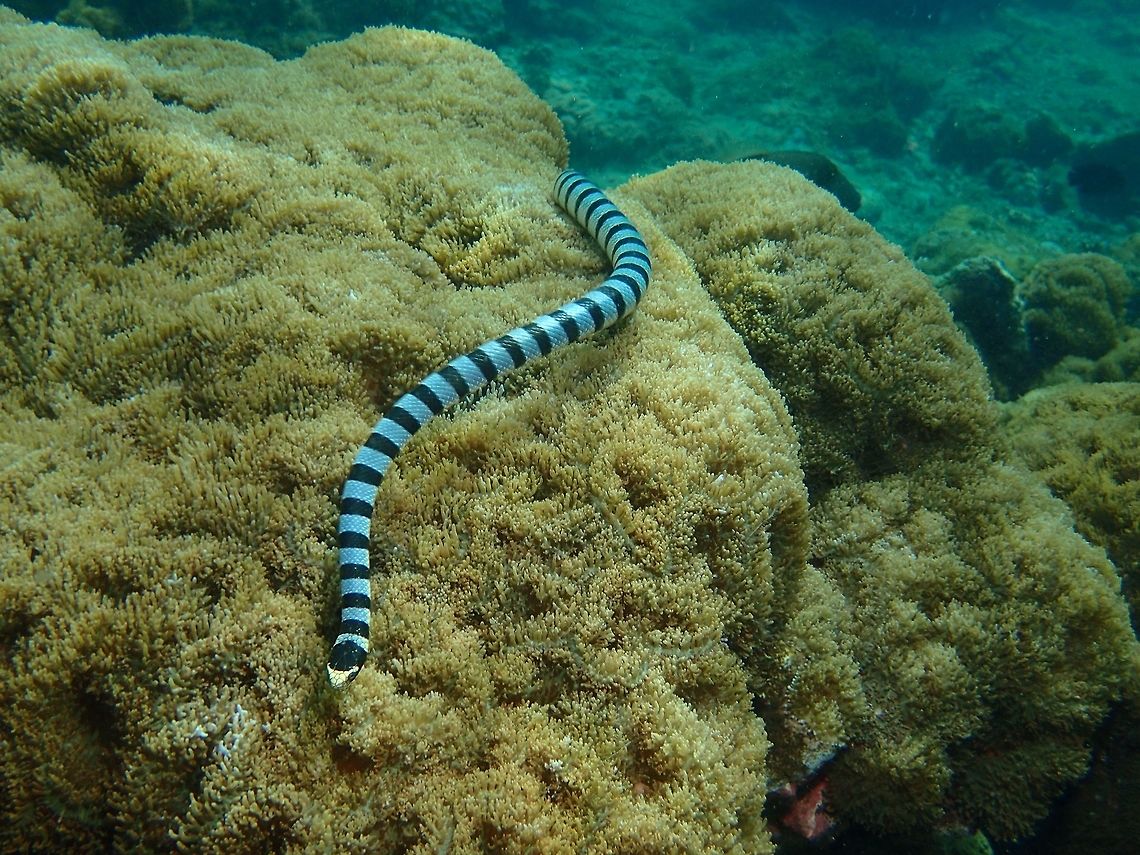 Yelow-Lipped Sea Krait - Laticauda colubrina Laticauda colubrina, commonly known as the banded sea krait, colubrine sea krait, or yellow-lipped sea krait, is a species of venomous sea snake found in tropical Indo-Pacific oceanic waters. The snake has distinctive black stripes and a yellow snout, with a paddle-like tail for use in swimming.<br />
<br />
It spends much of its time underwater in order to hunt, but returns to land to digest, rest, and reproduce. It has very potent neurotoxic venom which it uses to prey on eels and small fish. Because of their affinity to land, banded sea kraits often encounter humans, but the snakes are not aggressive and only attack in self-defense. Anilao,Batangas,Geotagged,Laticauda colubrina,Philippines,Sea Krait,Snake,Winter,Yellow-lipped sea krait