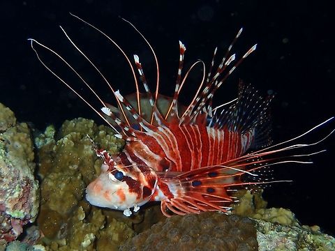Spotfin Lionfish - Pterois antennata  Anilao,Batangas,Fish,Geotagged,Lionfish,Philippines,Pterois antennata,Spotfin lionfish,Winter