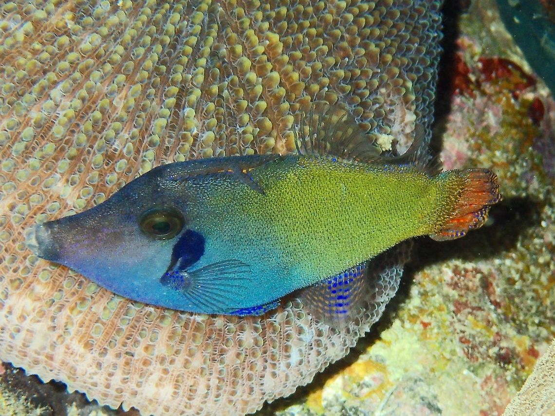 Blackbar Filefish - Pervagor janthinosoma The Blackbar Filefish - Pervagor janthinosoma is brown to olive with dark horizontal lines, orangish tail; dark bar above pectoral fins base. Anilao,Batangas,Blackbar Filefish,Filefish,Fish,Geotagged,Pervagor janthinosoma,Winter