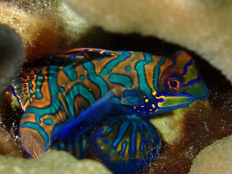 Mandarinfish - Synchiropus splendidus This was a male Mandarinfish - Synchiropus splendidus taken at Sunset after he has finished several rounds of courting and mating routines.  Looks tired out :D Anilao,Batangas,Fish,Geotagged,Mandarinfish,Philippines,Synchiropus splendidus,Winter