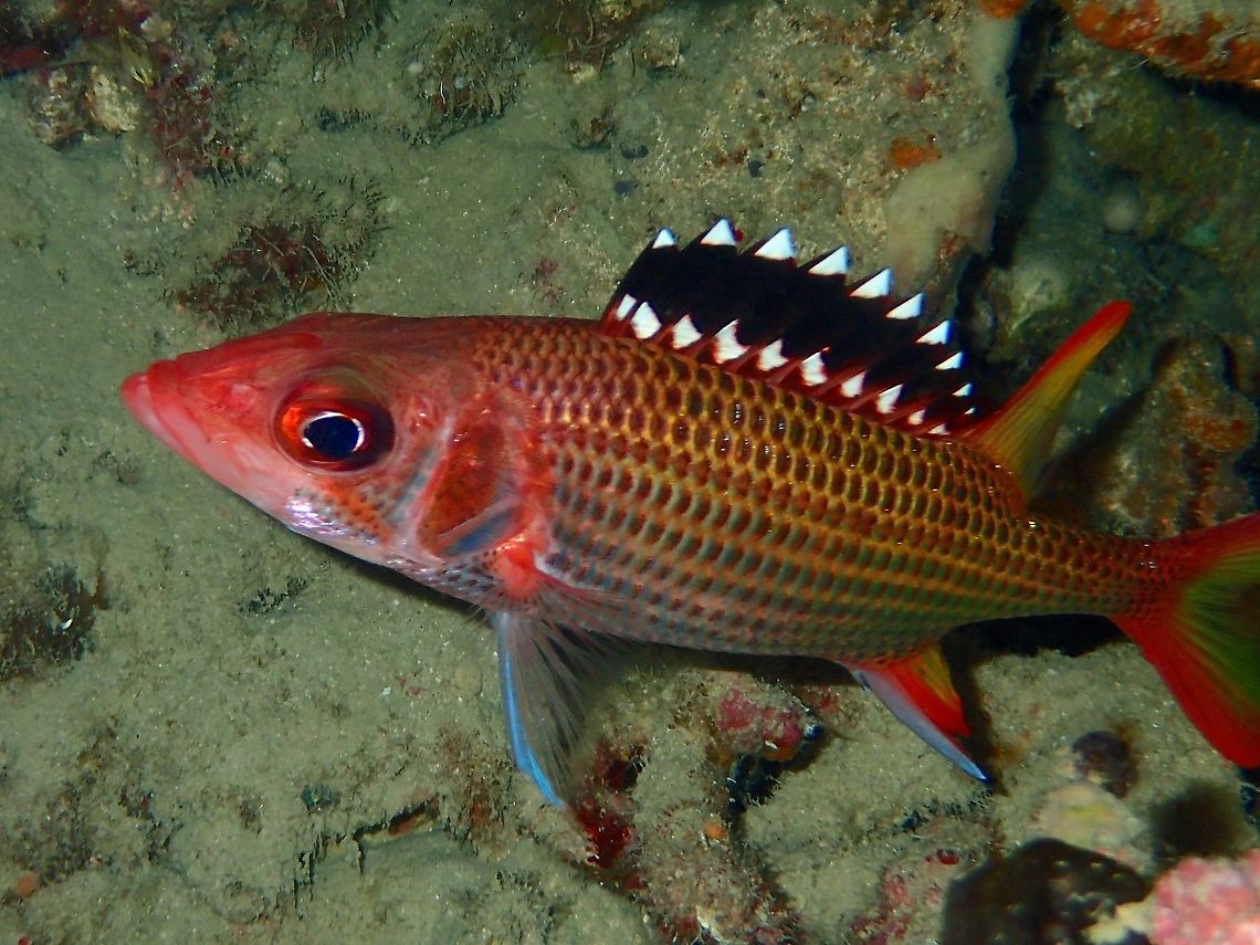 Blackfin Squirrelfish - Neoniphon opercularis The Blackfin Squirrelfish - Neoniphon opercularis is silvery with dark red to blackish scale spots; black spiny dorsal fin with white tips and white marks along base. Anilao,Batangas,Blackfin Squirrelfish,Fish,Geotagged,Neoniphon opercularis,Philippines,Squirrelfish,Winter
