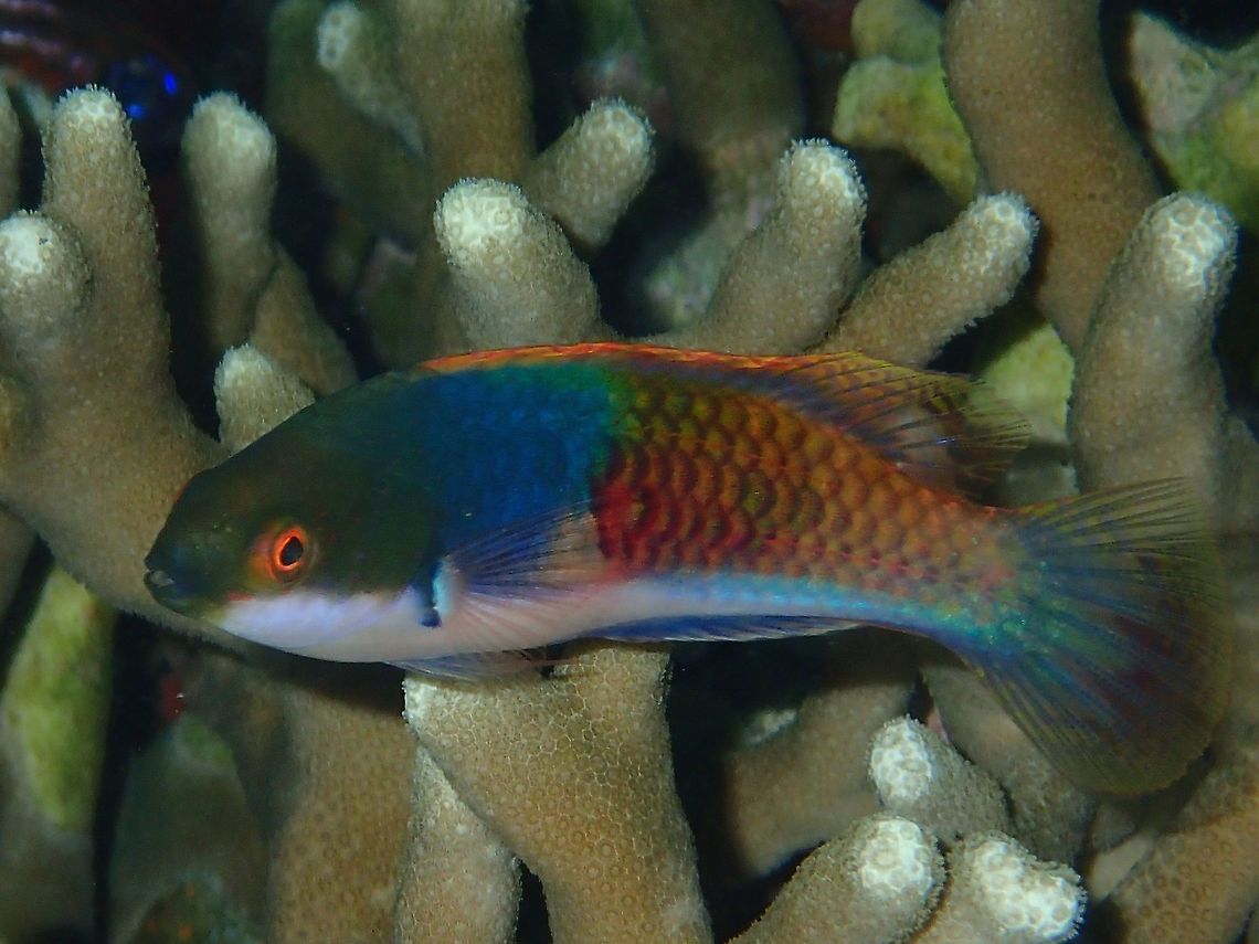 Bluesided Wrasse - Cirrhilabrus cyanopleura The Bluesided Wrasse - Cirrhilabrus cyanopleura is blue to blue-green upper head and forebody, orange to brown to green rear body, pale belly. Anilao,Batangas,Bluesided Wrasse,Cirrhilabrus cyanopleura,Fish,Geotagged,Philippines,Winter,Wrasse