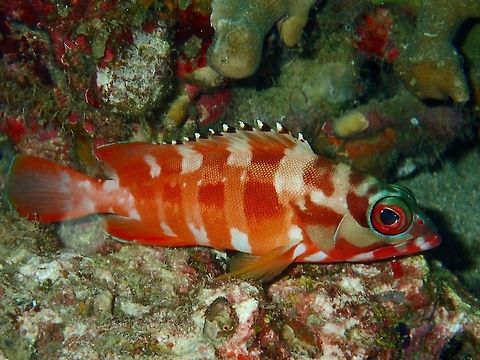 Blacktip Grouper - Epinephelus fasciatus The Blacktip Grouper - Epinephelus fasciatus is highly variable from pale to medium greenish gray, reddish yellow or brown scarlet, often with 5-6 dark bars of variable intensity, black tips on spinous dorsal fin.

This variation is dark reddiesh brown with dark body bars, top of head reddish brown with 2 pale bands across nape, black tips on dorsal fin spines. Anilao,Batangas,Blacktip grouper,Epinephelus fasciatus,Fish,Geotagged,Grouper,Philippines,Winter