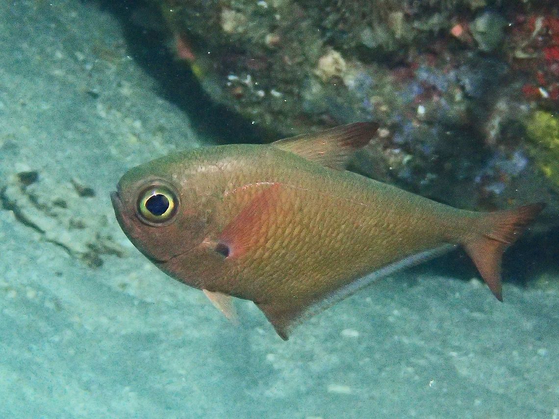 Copper Sweeper - Pempheris oualensis The Copper Sweeper - Pempheris oualensis is copper-brown; leading edge and tip of 1st dorsal fin blackish, black spot on pectoral fin base (no black margin on anal fin or tail). Anilao,Batangas,Copper Sweeper,Fish,Geotagged,Pempheris oualensis,Philippines,Sweeper,Winter