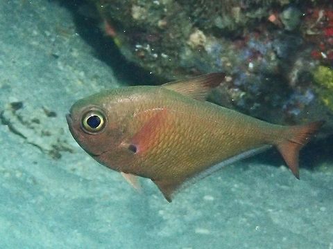Copper Sweeper - Pempheris oualensis The Copper Sweeper - Pempheris oualensis is copper-brown; leading edge and tip of 1st dorsal fin blackish, black spot on pectoral fin base (no black margin on anal fin or tail). Anilao,Batangas,Copper Sweeper,Fish,Geotagged,Pempheris oualensis,Philippines,Sweeper,Winter