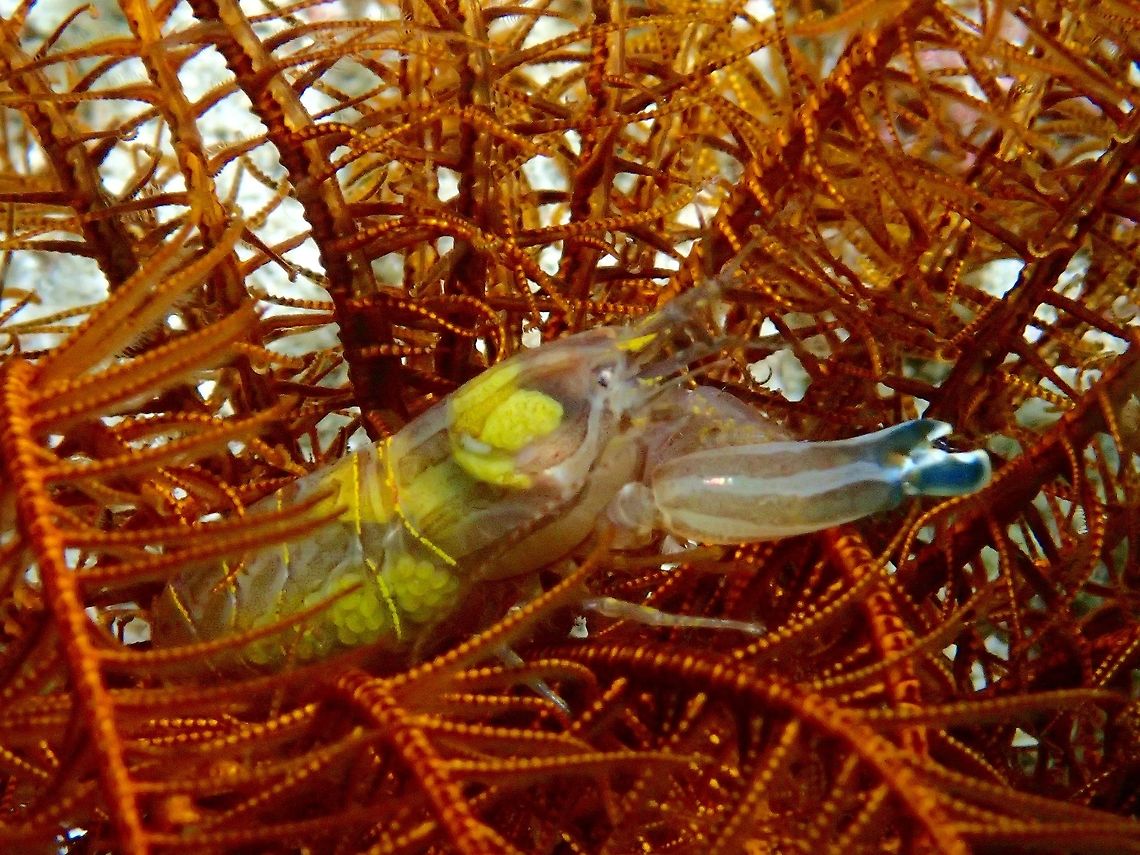 Crinoid Snapping Shrimp - Synalpheus stimpsonii This Small Crinoid Snapping Shrimp - Synalpheus stimpsonii lives in Crinoids.<br />
They have one claw that is much bigger than the other, and they can use it to &#039;snap&#039; which can creates a water-jet of sort to stun their prey. It is also possible to &#039;hear&#039; the &#039;snapping&#039; when you see them.<br />
<br />
This particular Shrimp was carrying eggs. Anilao,Batangas,Geotagged,Philippines,Shrimp,Snapping Shrimp,Synalpheus stimpsonii,Winter