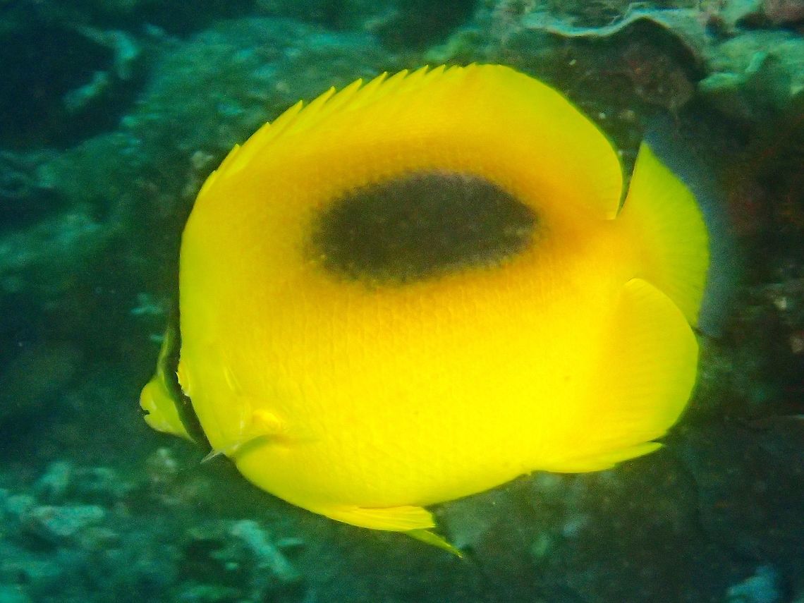 Oval-Spot Butterflyfish - Chaetodon speculum The Oval-Spot Butterflyfish - Chaetodon speculum is bright yellow; large black oval-shaped spot on middle of back. Anilao,Batangas,Butterflyfish,Chaetodon speculum,Fish,Geotagged,Mirror Butterflyfish,Philippines,Winter