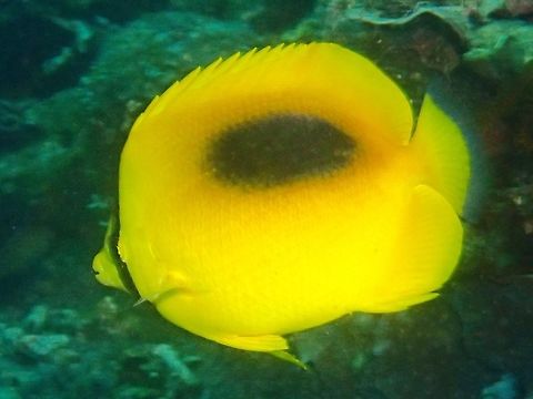 Mirror Butterflyfish