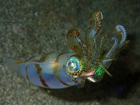 Bigfin Reef Squid - Sepioteuthis lessoniana  Anilao,Batangas,Bigfin reef squid,Geotagged,Philippines,Sepioteuthis lessoniana,Squid,Winter