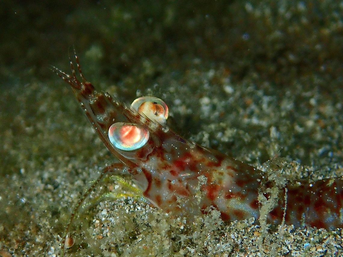 Shrimp This Shrimp comes out at night to feed, when they are spotted, they tends to dig themselves into the sand with only the eyes exposed. Anilao,Batangas,Geotagged,Philippines,Shrimp,Winter