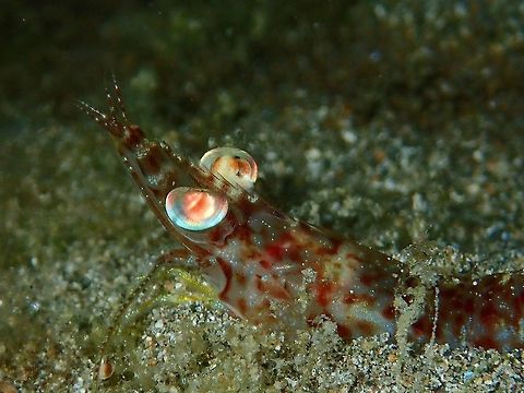 Shrimp This Shrimp comes out at night to feed, when they are spotted, they tends to dig themselves into the sand with only the eyes exposed. Anilao,Batangas,Geotagged,Philippines,Shrimp,Winter