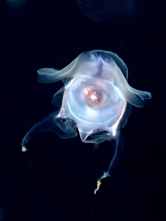 Sea Butterfly - Tiny Cavolinia pteropod, less than 1 cm floating in the water column, seen during a night dive.<br />
<br />
This planktonic mollusc is commonly known as a pteropod, or flapping snail, a name derived from its characteristic 'wing foot'. It possesses a globose, bilaterally symmetrical calcareous shell that houses and protects the soft parts of the organism. The large mantle lobes extend beyond the shell margin and, by a flapping motion, enable movement. Feeding is performed passively whilst drifting in the plankton community by casting a large, mucous web in order to catch a variety of phytoplankton (diatoms and dinoflagellates) and zooplankton (copepods and crustacea larvae).<br />
<br />
This picture is a Sea Butterfly from the genus Cavolina, possibly Cavolina tridentata.<br />
 Anilao,Batangas,Cavolina,Cavolina sp,Cavolina tridentata,Cavolinia tridentata,Geotagged,Philippines,Winter