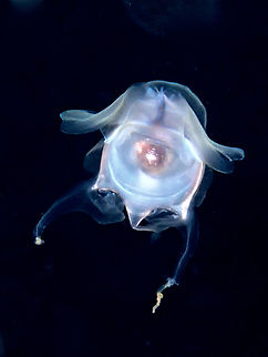 Sea Butterfly - Tiny Cavolinia pteropod, less than 1 cm floating in the water column, seen during a night dive.

This planktonic mollusc is commonly known as a pteropod, or flapping snail, a name derived from its characteristic 'wing foot'. It possesses a globose, bilaterally symmetrical calcareous shell that houses and protects the soft parts of the organism. The large mantle lobes extend beyond the shell margin and, by a flapping motion, enable movement. Feeding is performed passively whilst drifting in the plankton community by casting a large, mucous web in order to catch a variety of phytoplankton (diatoms and dinoflagellates) and zooplankton (copepods and crustacea larvae).

This picture is a Sea Butterfly from the genus Cavolina, possibly Cavolina tridentata.
 Anilao,Batangas,Cavolina,Cavolina sp,Cavolina tridentata,Cavolinia tridentata,Geotagged,Philippines,Winter
