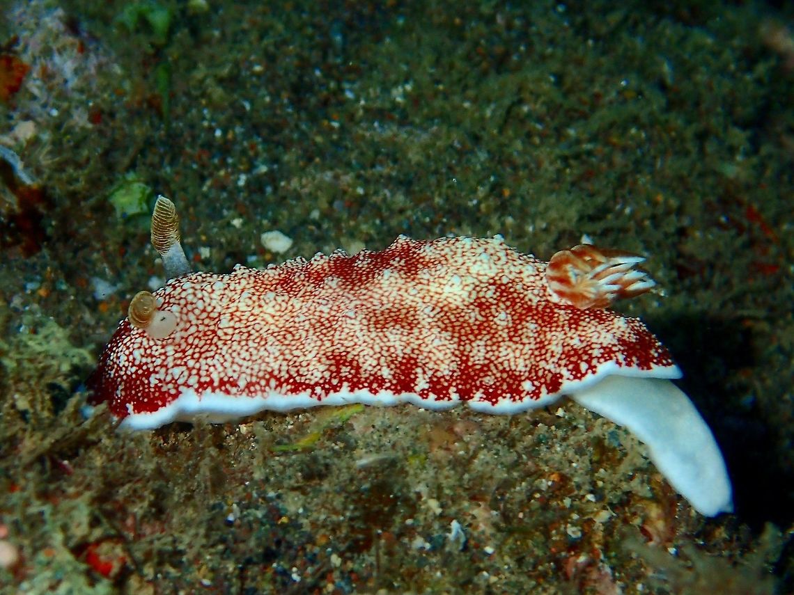 Nudibranch - Goniobranchus reticulatus  Anilao,Batangas,Geotagged,Goniobranchus reticulatus,Nudibranch,Philippines,Winter