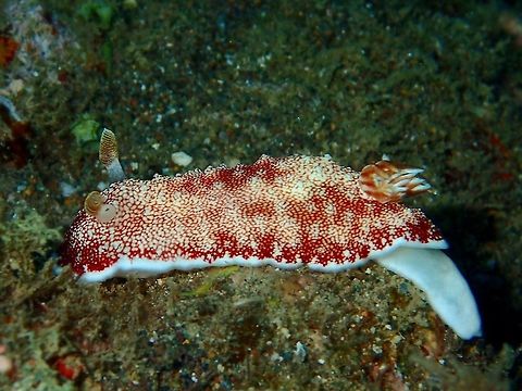 Nudibranch - Goniobranchus reticulatus  Anilao,Batangas,Geotagged,Goniobranchus reticulatus,Nudibranch,Philippines,Winter