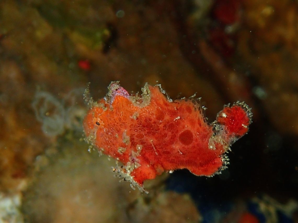 Baby flying This is a tiny juvenile Giant Frogfish - Antennarius commerson, swimming. Anilao,Antennarius commerson,Batangas,Commersons frogfish,Fish,Frogfish,Geotagged,Giant Frogfish,Philippines,Winter
