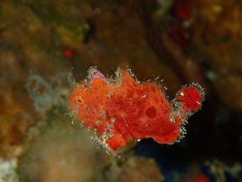 Baby flying This is a tiny juvenile Giant Frogfish - Antennarius commerson, swimming. Anilao,Antennarius commerson,Batangas,Commersons frogfish,Fish,Frogfish,Geotagged,Giant Frogfish,Philippines,Winter