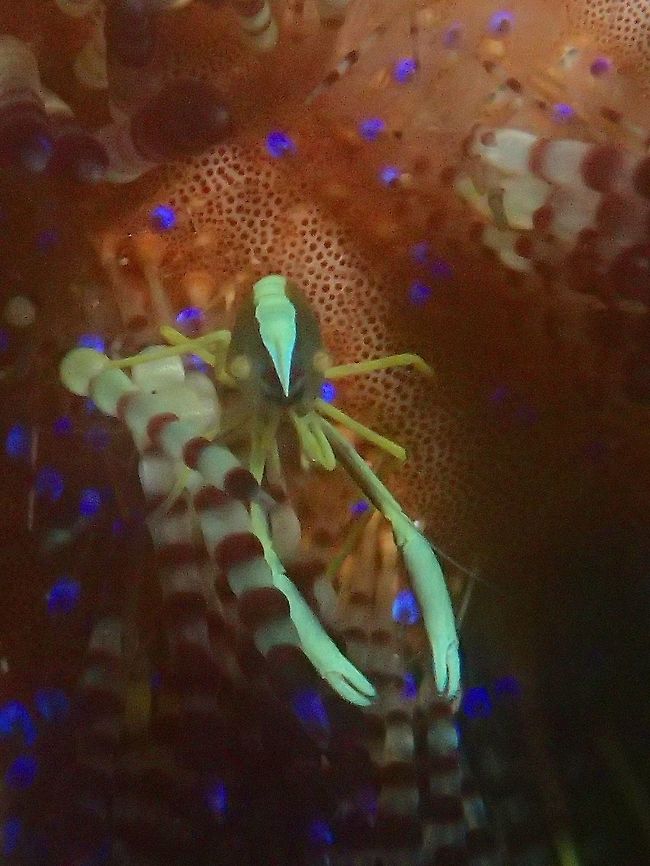 Fire Urchin Commensal Shrimp - Allopontonia iaini Tiny Shrimp, this Fire Urchin Commensal Shrimp - Allopontonia iaini is less than 1 cm in size and lives exclusively on Fire Urchins, mostly found in pairs.  They have yellow to light brown coloured body with white band on their carapace. Allopontonia brockii,Anilao,Batangas,Fire Urchin Commensal Shrimp,Geotagged,Philippines,Shrimp,Winter