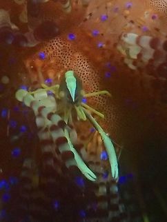 Fire Urchin Commensal Shrimp - Allopontonia iaini Tiny Shrimp, this Fire Urchin Commensal Shrimp - Allopontonia iaini is less than 1 cm in size and lives exclusively on Fire Urchins, mostly found in pairs.  They have yellow to light brown coloured body with white band on their carapace. Allopontonia brockii,Anilao,Batangas,Fire Urchin Commensal Shrimp,Geotagged,Philippines,Shrimp,Winter