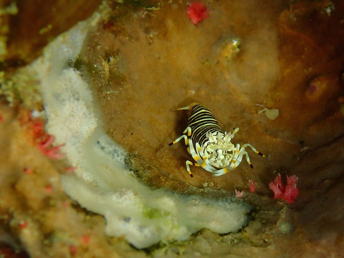 Striped Bumble Bee Shrimp - Gnathophyllum americanum  Anilao,Batangas,Geotagged,Gnathophyllum americanum,Philippines,Striped bumblebee shrimp,Winter