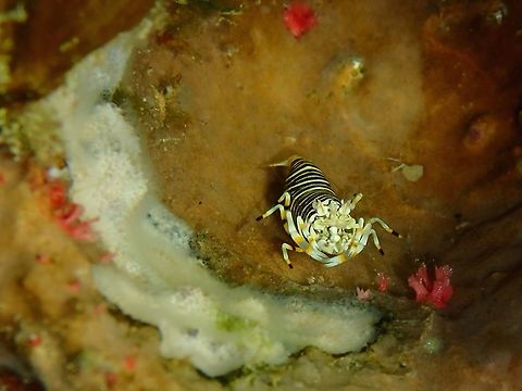 Striped bumblebee shrimp