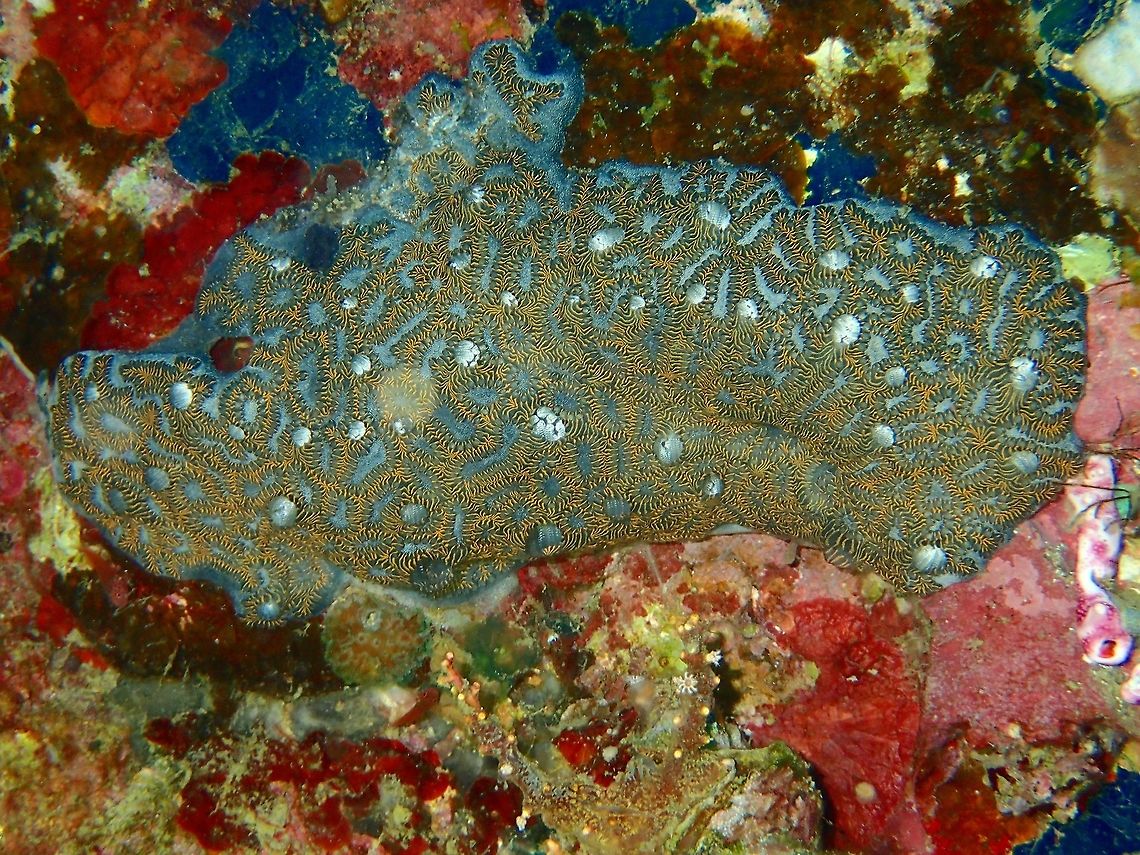 Corals Corals with interesting markings Anilao,Batangas,Corals,Geotagged,Philippines,Winter
