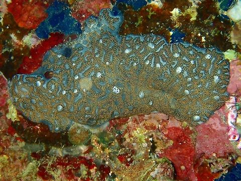 Corals Corals with interesting markings Anilao,Batangas,Corals,Geotagged,Philippines,Winter