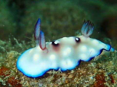 Juvenile Nudibranch Small sized Nudibranch, around 1.5 cm, a juvenile, not sure of what species. Anilao,Batangas,Chromodoris hintuanensis,Geotagged,Goniobranchus hintuanensis,Nudibranch,Philippines,Winter