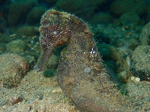 Common Seahorse - Hippocampus kuda The name, 'kuda' came from the Malay word for horse. Anilao,Batangas,Common Seahorse,Geotagged,Hippocampus kuda,Philippines,Seahorse,Winter,Yellow seahorse