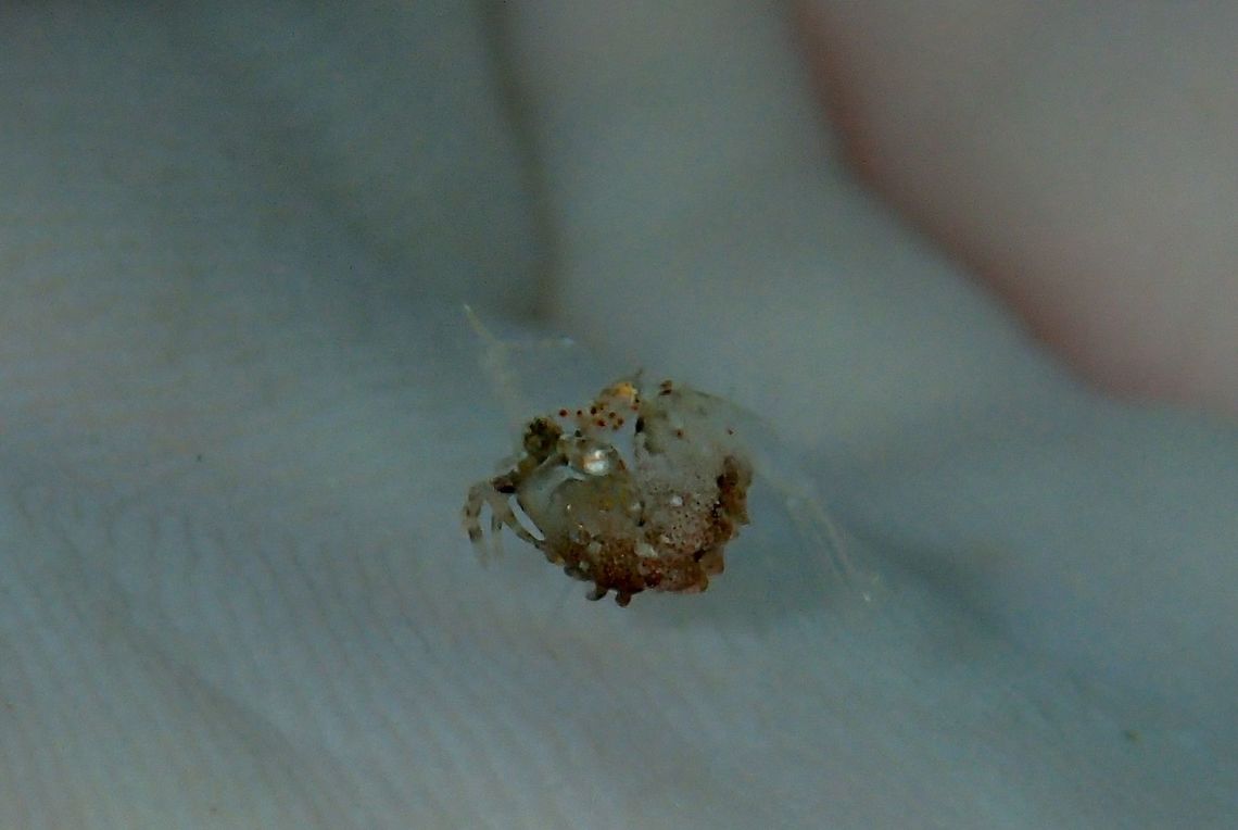 Juvenile Simplex Shrimp - Phyllognathia simplex This was a very tiny juvenile, around 5 mm in size, moving around the sandy bottom and it was hardly possible to take a decent picture of it as its colours is so well camouflaged with its surrounding.  I placed it in my palm to get a better contrast for this picture. Anilao,Batangas,Geotagged,Philippines,Phyllognathia simplex,Shirmp,Simplex Shrimp,Winter