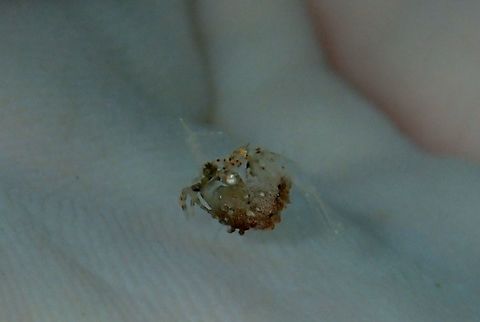 Juvenile Simplex Shrimp - Phyllognathia simplex This was a very tiny juvenile, around 5 mm in size, moving around the sandy bottom and it was hardly possible to take a decent picture of it as its colours is so well camouflaged with its surrounding.  I placed it in my palm to get a better contrast for this picture. Anilao,Batangas,Geotagged,Philippines,Phyllognathia simplex,Shirmp,Simplex Shrimp,Winter