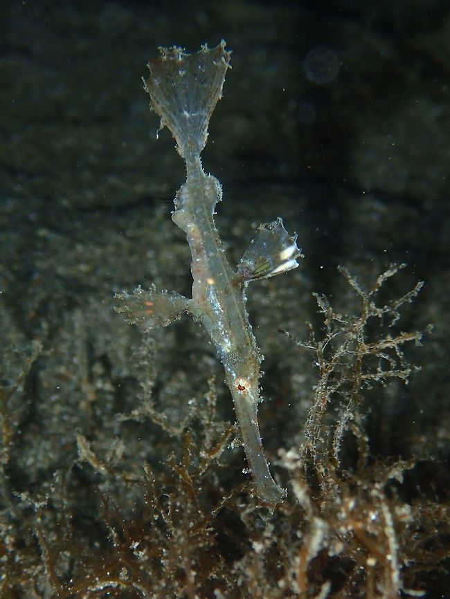 Robust Ghostpipefish - Solenostomus cyanopterus This Robust Ghostpipefish - Solenostomus cyanopterus are usually found near to sea grass or algae as they camouflage very well to their surrounding. Anilao,Batangas,Fish,Geotagged,Ghostpipefish,Philippines,Robust ghost pipefish,Solenostomus cyanopterus,Winter
