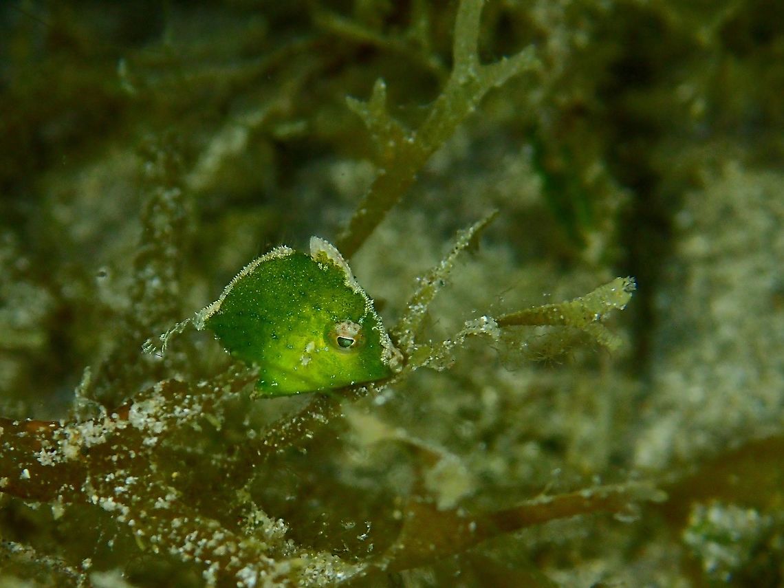 Green Diamond This is a green variation of Diamond Filefish - Rudarius excelsus, usually found near to sea grass or algae area. Anilao,Batangas,Diamond Filefish,Filefish,Fish,Geotagged,Philippines,Rudarius excelsus,Winter