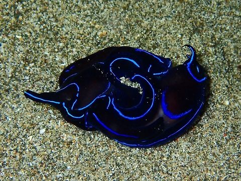 Blue Velvet Headshield Slug