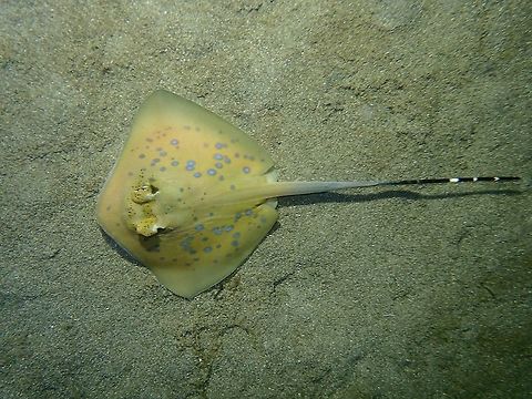 Bluespotted Stingray - Neotrygon kuhlii A juvenile Bluespotted Stingray - Neotrygon kuhlii seen during a night dive, foraging for food. Anilao,Batangas,Bluespotted stingray,Geotagged,Neotrygon kuhlii,Philippines,Stingray,Winter