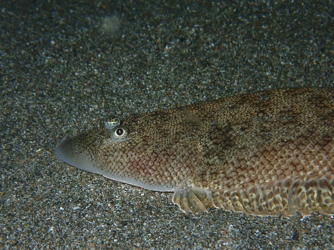 Flatfish Sole, a species of flatfish with eyes on their back.  Usually seen in sandy bottom and they can easily dig themselves into the sandy bottom to hide. Anilao,Batangas,Fish,Geotagged,Philippines,Sole,Winter