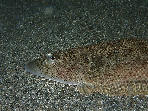 Flatfish Sole, a species of flatfish with eyes on their back.  Usually seen in sandy bottom and they can easily dig themselves into the sandy bottom to hide. Anilao,Batangas,Fish,Geotagged,Philippines,Sole,Winter