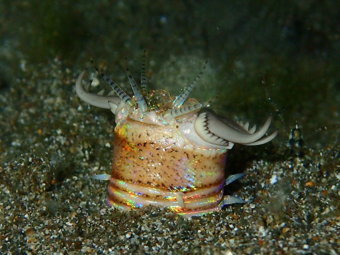 Bobbit Worm - Eunice aphroditois This Bobbit Worm - Eunice aphroditois is quite an impressive animal.<br />
It buries itself in the sand and comes out at night to hunt.  Usually, a small part of around 5-15 cm of their length is exposed or can be seen and they have been reported to grow up to 3 meters in length!<br />
They sense movement around them with their 5 antennae.  When a fish swims within striking distance, it will use its &#039;claws&#039; to snap at its prey and if it catches the prey, it will quickly withdraw into its hole, dragging the prey with it. Anilao,Batangas,Bobbit Worm,Eunice aphroditois,Geotagged,Philippines,Winter,Worm