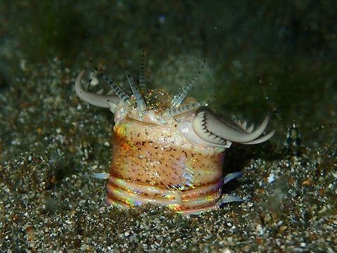 Bobbit Worm - Eunice aphroditois This Bobbit Worm - Eunice aphroditois is quite an impressive animal.
It buries itself in the sand and comes out at night to hunt.  Usually, a small part of around 5-15 cm of their length is exposed or can be seen and they have been reported to grow up to 3 meters in length!
They sense movement around them with their 5 antennae.  When a fish swims within striking distance, it will use its 'claws' to snap at its prey and if it catches the prey, it will quickly withdraw into its hole, dragging the prey with it. Anilao,Batangas,Bobbit Worm,Eunice aphroditois,Geotagged,Philippines,Winter,Worm