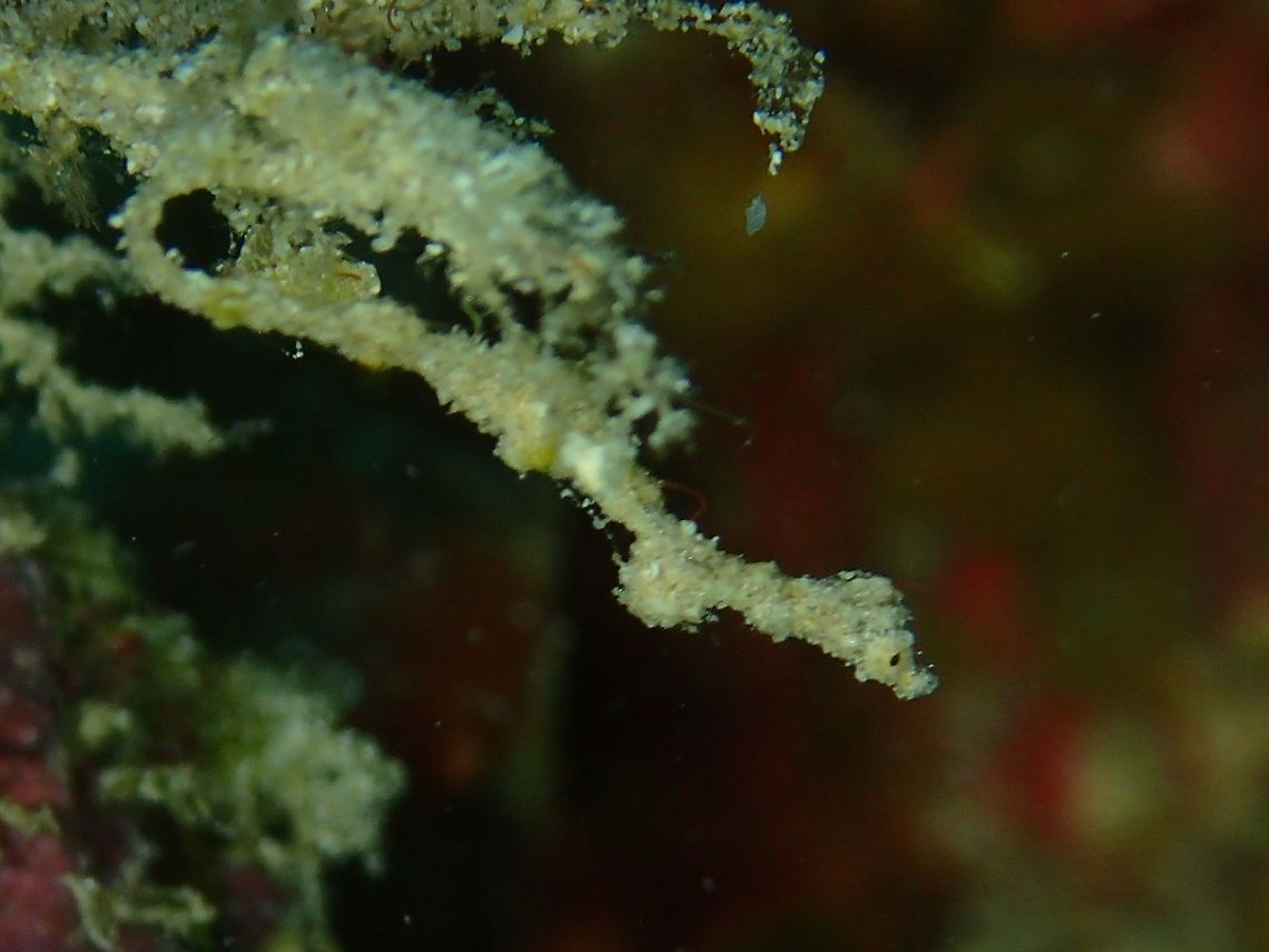 Strings of dust? This tiny string of dust is fondly called Lembeh Sea Dragon - Kyonemichthys rumengani.<br />
It was discovered by a dive guide from Manado, Rumengan and eventually named after him.<br />
Although it is around 2.5 cm in length, it is very scrawny, probably max of 2 mm in width, making it very difficult to find as they body usually collects dust particles, hence making it very well camouflaged among its surrounding.  It also tends to sway its body, as though it is the substrate moving due to current or water movement. Anilao,Batangas,Geotagged,Kyonemichthys rumengani,Lembeh Sea Dragon,Philippines,Winter