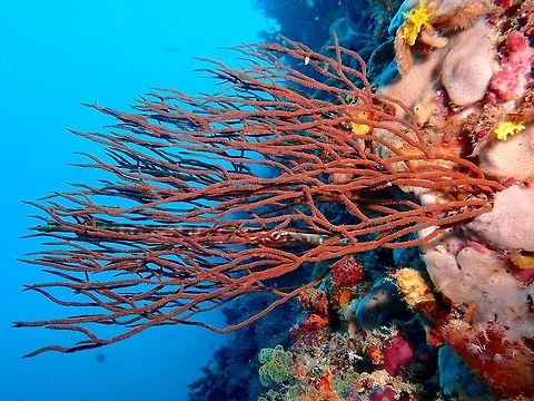 Camouflaged to hunt A juvenile Trumpetfish - Aulostomus chinensis hiding among black corals to hunt. Anilao,Aulostomus chinensis,Batangas,Chinese trumpetfish,Fish,Geotagged,Philippines,Trumpetfish,Winter