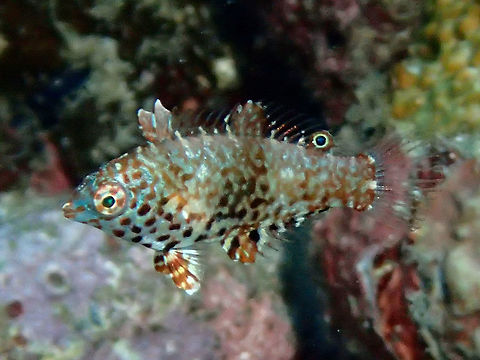 Juvenile Rockmover Wrasse - Novaculichthys taeniourus This juvenile Rockmover Wrasse - Novaculichthys taeniourus was around 5 cm in length, swims in a swaying motion like a floating blade of grass or algae. Anilao,Batangas,Fish,Geotagged,Novaculichthys taeniourus,Philippines,Rockmover Wrasse,Winter,Wrasse