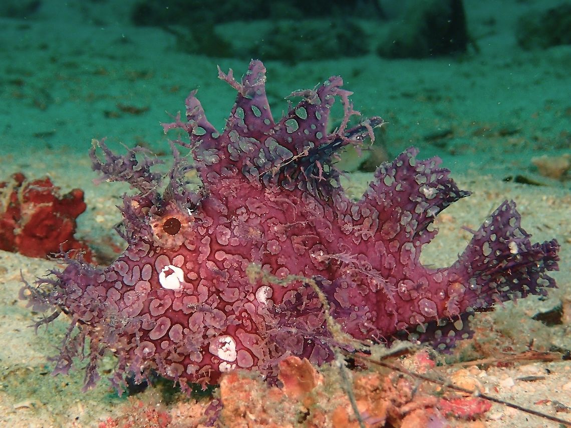 The Colour Purple This Weedy Scorpionfish is more famously known as Weedy Rhinopias, used to be one of the Holy Grail sighting among underwater macro photographers.  It is still rarely seen and still popular among photographers for its beauty and bright colours with interesting patterns. Anilao,Batangas,Fish,Geotagged,Philippines,Rhinopia,Rhinopias frondosa,Scorpionfish,Weedy scorpionfish,Winter