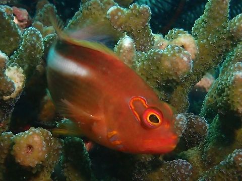Arc-Eye Hawkfish - Paracirrhites arcatus  Anilao,Arc-eye hawkfish,Batangas,Fish,Geotagged,Hawkfish,Paracirrhites arcatus,Philippines,Winter