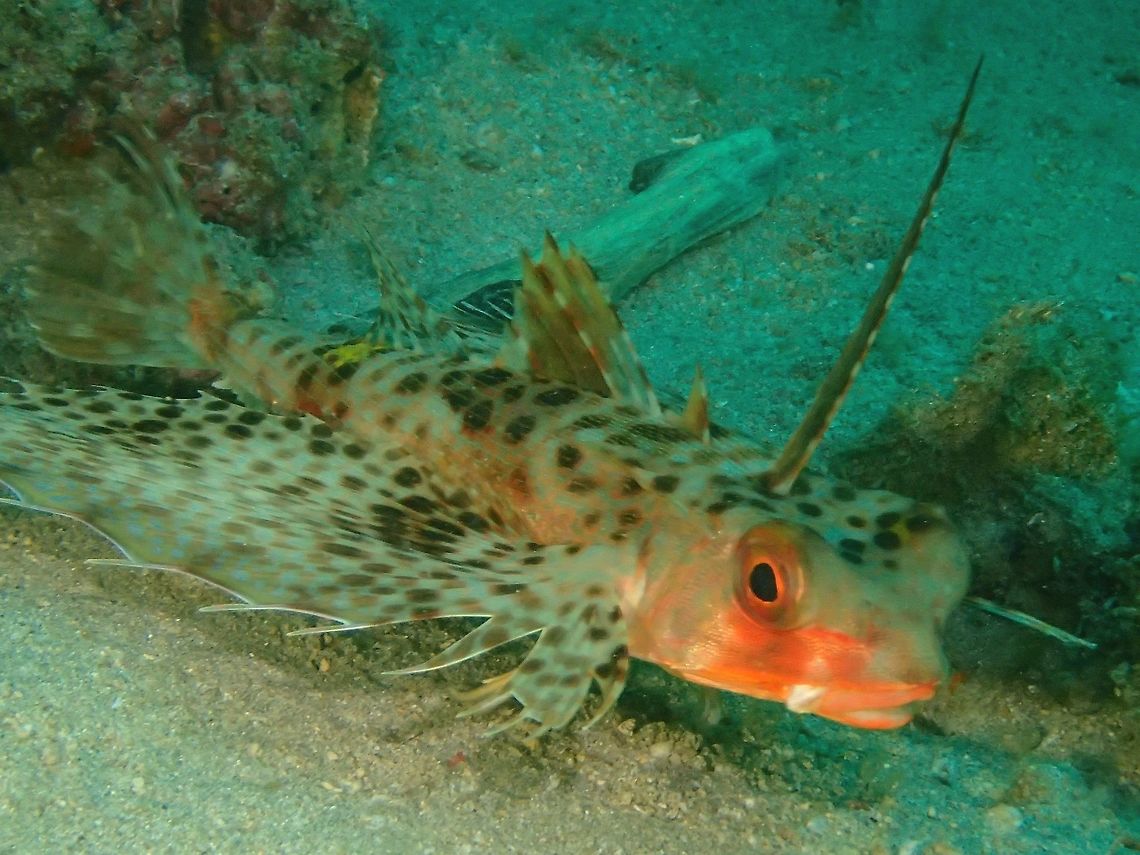 Oriental Flying Gurnard - Dactyloptena orientalis The Oriental Flying Gurnard - Dactyloptena orientalis has a heavily-armoured robust body. The dorsal fin has seven spines and nine soft rays while the anal fin has no spines and six to seven soft rays. The huge, rounded pectoral fins having many dark spots and wavy streaks and a bright blue edge. Each ray has a feeler-like extension on the tip. This fish is well camouflaged with a grayish brown base color with dark brown or black markings on its head and body. Anilao,Batangas,Dactyloptena orientalis,Fish,Flying gurnard,Geotagged,Oriental flying gurnard,Philippines,Winter