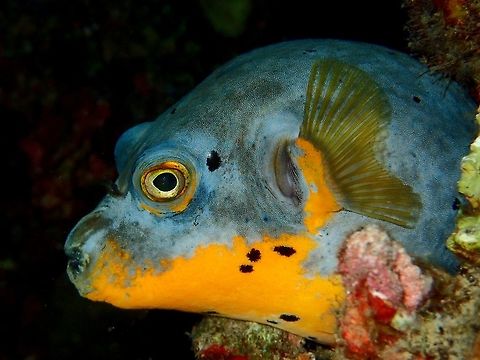 Dogfaced Pufferfish - Arothron nigropunctatus This Dogfaced Pufferfish - Arothron nigropunctatus was seen during a night dive, it was resting on some coral rubbles. Anilao,Arothron nigropunctatus,Batangas,Blackspotted puffer,Dogfaced Pufferfish,Fish,Geotagged,Philippines,Pufferfish,Winter