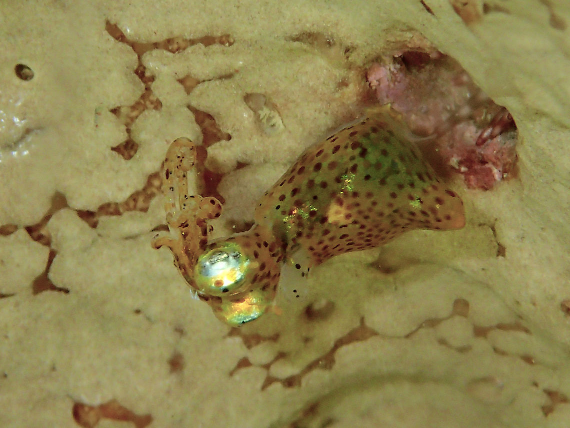 Two-toned Pygmy Squid - Idiosepius pygmaeus This Two-toned Pygmy Squid - Idiosepius pygmaeus is very small, less than 1 cm in size.<br />
They usually hides among coral crevices during day time and come out to hunt during early part of night time. Anilao,Batangas,Geotagged,Idiosepius pygmaeus,Philippines,Pygmy Squid,Squid,Two-toned Pygmy Squid,Winter