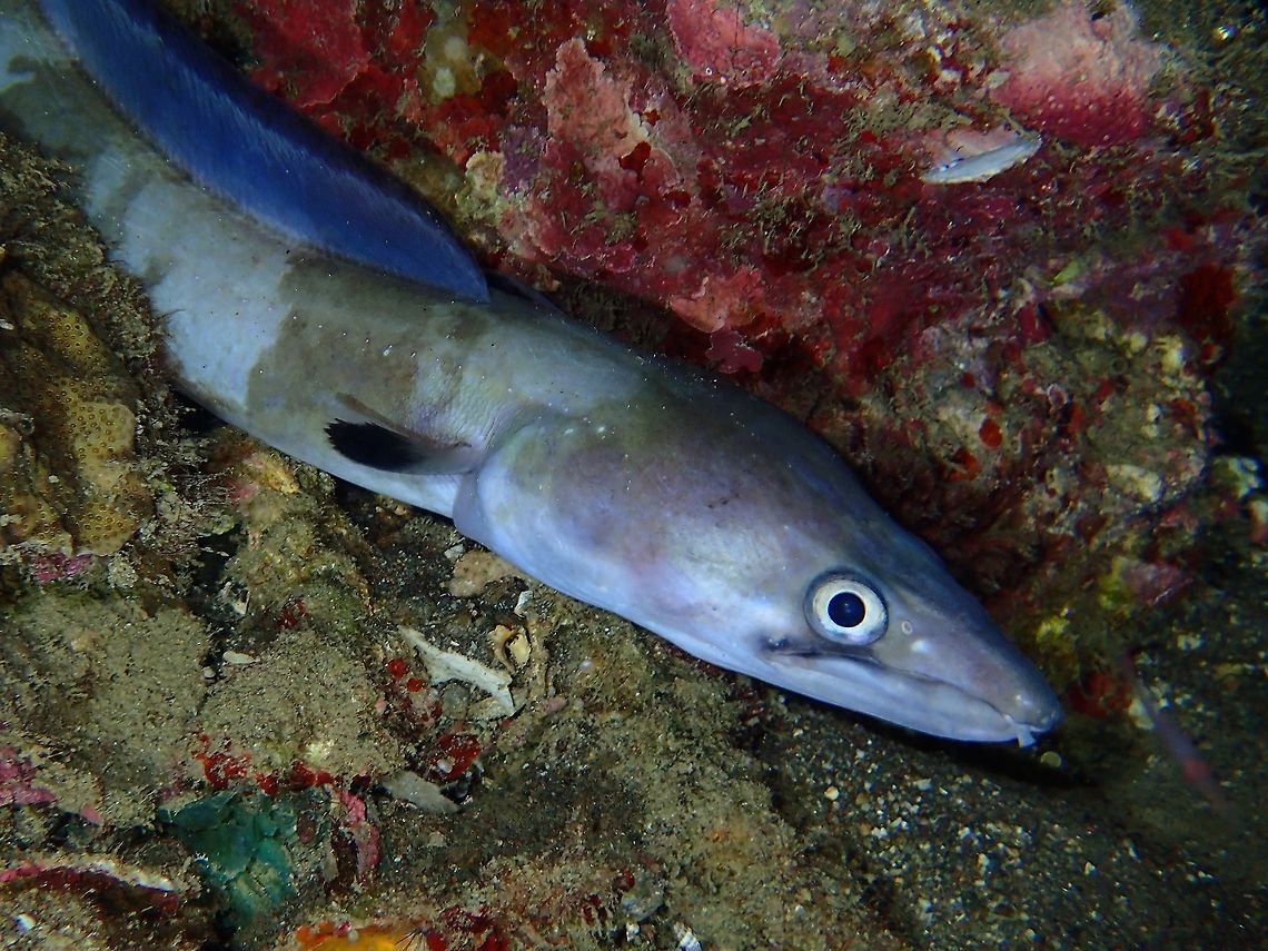 Mustache Conger - Conger cinereus The Mustache Conger - Conger cinereus is brown to gray with black well developed pectoral fins; black streak below eye on upper lip; may display dark bands (it has the capability to change the colours on its body from smooth to dark bands).<br />
<br />
This Mustache Conger is also known as the Longfin African Conger.<br />
<br />
Saw this one during a night dive and it was out hunting.  Was able to see it catching two soldier fishes when it go into crevices between corals to look for reef fishes, unfortunately didn't get a good shot of it :( Anilao,Batangas,Conger,Conger cinereus,Geotagged,Longfin African conger,Mustache Conger,Philippines,Snake Eel,Winter