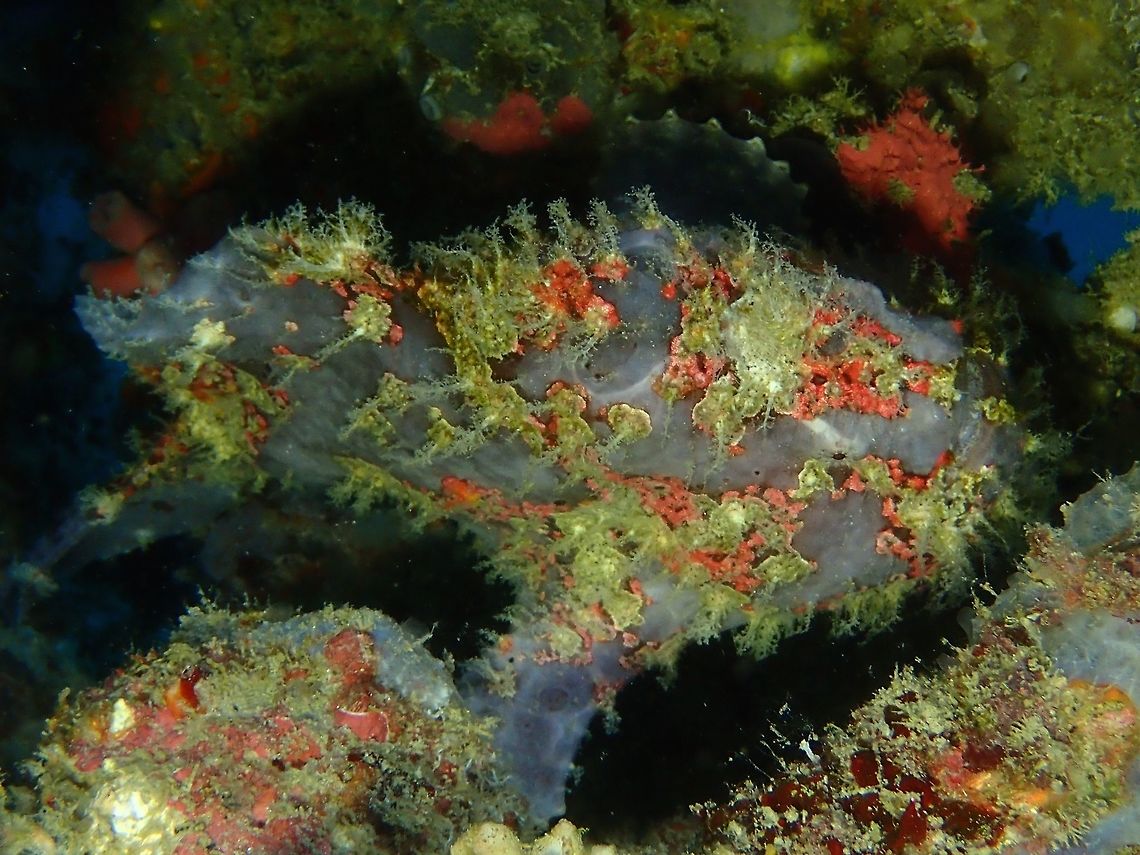 Well decorated This Giant Frogfish - Antennarius commerson is probably the same one I saw back in September on the same dive site, which is a ship wreck.  It is much bigger now, nearly double the size but its colouration is still the same.  Anilao,Antennarius commerson,Batangas,Commersons frogfish,Fish,Frogfish,Geotagged,Giant Frogfish,Philippines,Winter