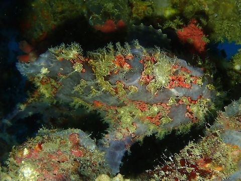 Well decorated This Giant Frogfish - Antennarius commerson is probably the same one I saw back in September on the same dive site, which is a ship wreck.  It is much bigger now, nearly double the size but its colouration is still the same.  Anilao,Antennarius commerson,Batangas,Commersons frogfish,Fish,Frogfish,Geotagged,Giant Frogfish,Philippines,Winter
